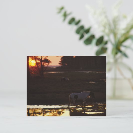 Chincoteague die op zonsondergang in water loopt briefkaart (Staand voorkant)