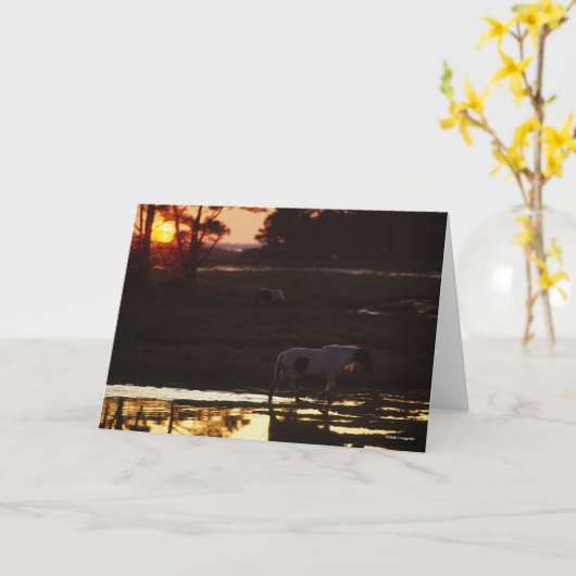 Chincoteague die op zonsondergang in water loopt kaart (Gele Bloem)