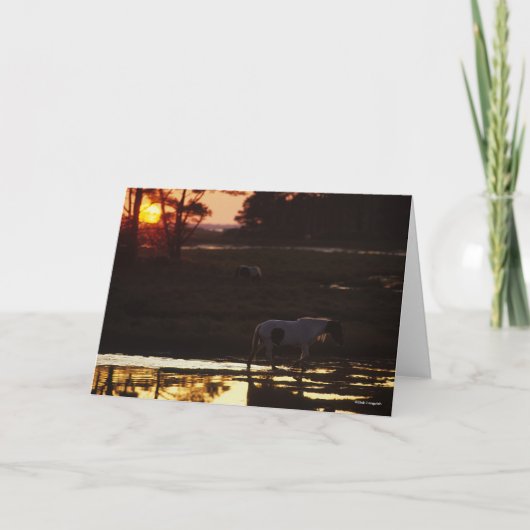 Chincoteague die op zonsondergang in water loopt kaart (Voorkant)