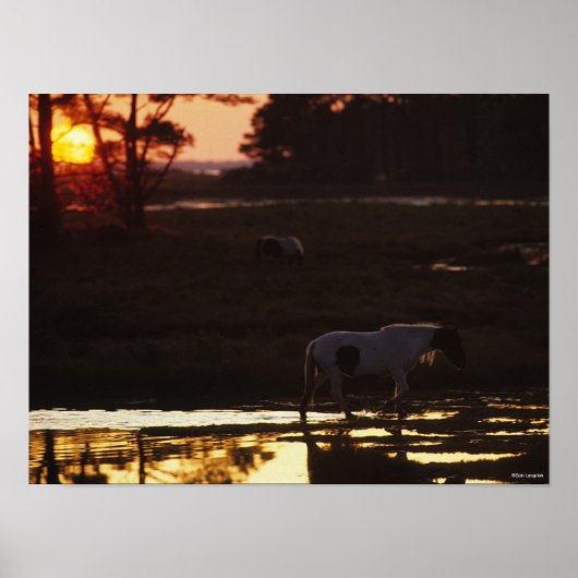 Chincoteague die op zonsondergang in water loopt poster (Voorkant)