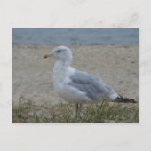 Chincoteague Gull Briefkaart (Voorkant)