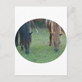 Chincoteague Island / Assateague Island pony Briefkaart