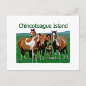 Chincoteague Island (pony's) Briefkaart (Voorkant)