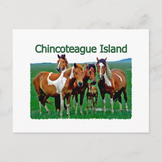 Chincoteague Island (pony's) Briefkaart (Voorkant)