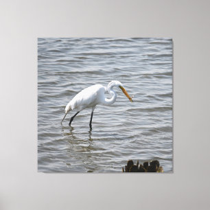 Chincoteague National Wildlife Great Heron Egret Canvas Afdruk