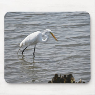 Chincoteague National Wildlife Great Heron Egret Muismat