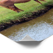 Chincoteague Ponies Collage Poster (Hoek)