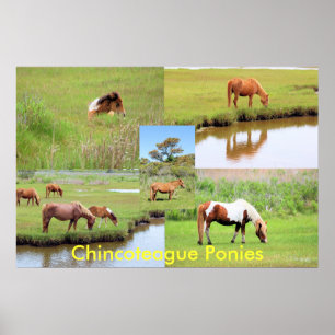 Chincoteague Ponies Collage Poster