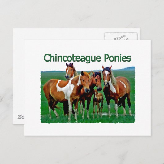 Chincoteague Ponies (familie) Briefkaart (Voorkant / Achterkant)