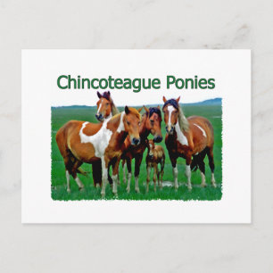 Chincoteague Ponies (familie) Briefkaart