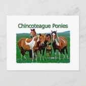 Chincoteague Ponies (familie) Briefkaart (Voorkant)