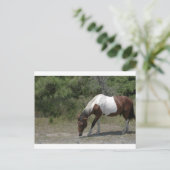Chincoteague Pony Briefkaart (Staand voorkant)