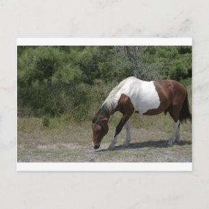Chincoteague Pony Briefkaart