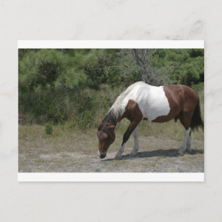 Chincoteague Pony Briefkaart