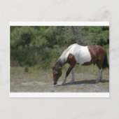 Chincoteague Pony Briefkaart (Voorkant)