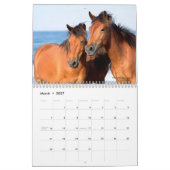 Chincoteague Pony kalender (Mar 2027)