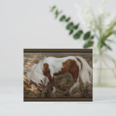 Chincoteague Pony PC Briefkaart (Staand voorkant)