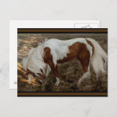 Chincoteague Pony PC Briefkaart (Voorkant / Achterkant)