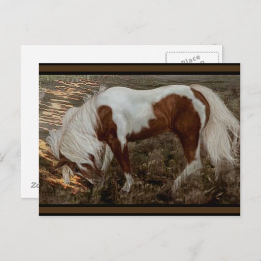 Chincoteague Pony PC Briefkaart (Voorkant / Achterkant)