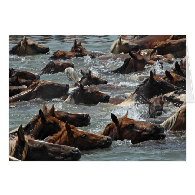 Chincoteague Pony Swim (Voorkant Horizontaal)
