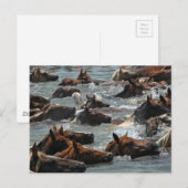 Chincoteague Pony Swim Briefkaart (Voorkant / Achterkant)