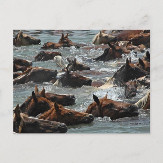 Chincoteague Pony Swim Briefkaart (Voorkant)