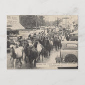 Chincoteague Pony Vintage 1941 Briefkaart (Voorkant)