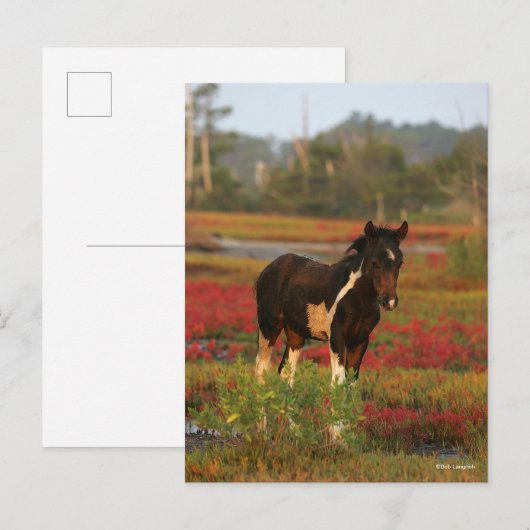 Chincoteague vezel die in rode bloemen staat briefkaart (Voorkant / Achterkant)