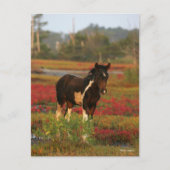 Chincoteague vezel die in rode bloemen staat briefkaart (Voorkant)