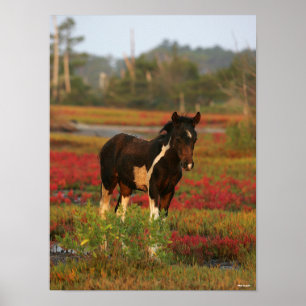Chincoteague vezel die in rode bloemen staat poster
