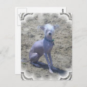 Chinees Briefkaart voor gebluste honden (Voorkant / Achterkant)