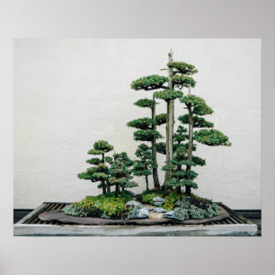 Chinees Juniper Bonsai-bos Poster