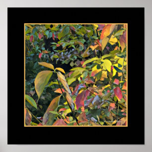 Chinees Pistachio in Herfst Poster