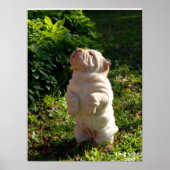 Chinees Poster met Shar-pei Puppy (Voorkant)