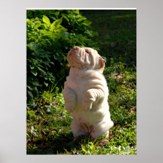 Chinees Poster met Shar-pei Puppy