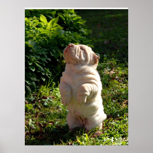 Chinees Poster met Shar-pei Puppy (Voorkant)