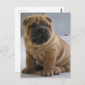 Chinees Shar Pei-Briefkaart Briefkaart (Voorkant / Achterkant)