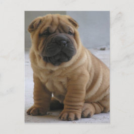 Chinees Shar Pei-Briefkaart Briefkaart