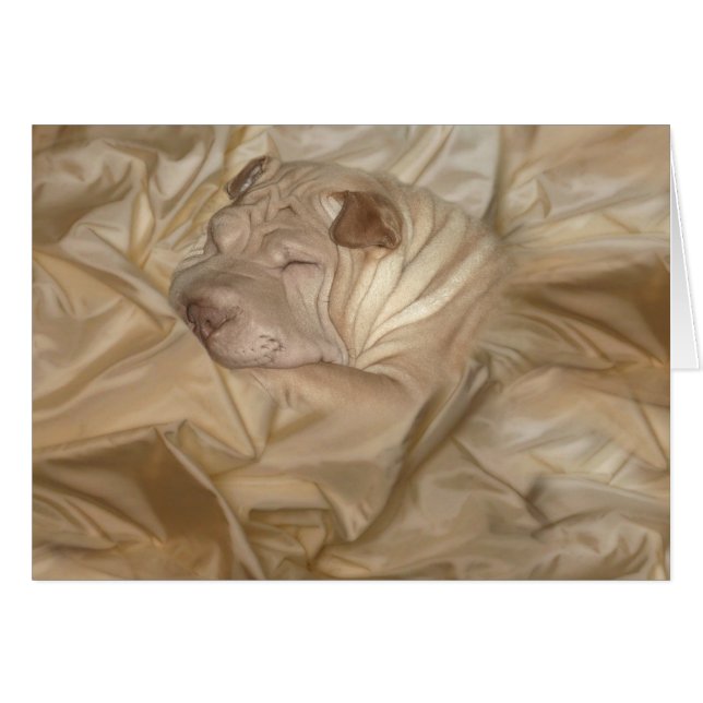 Chinees Shar Pei Camouflauw in rimpels (Voorkant Horizontaal)