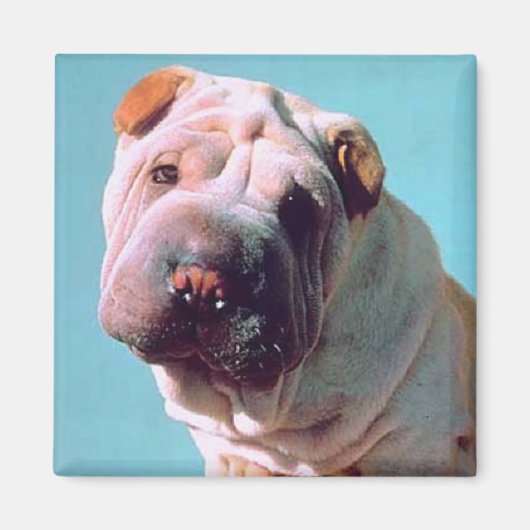 Chinees Shar-Pei Magneet (Voorkant)