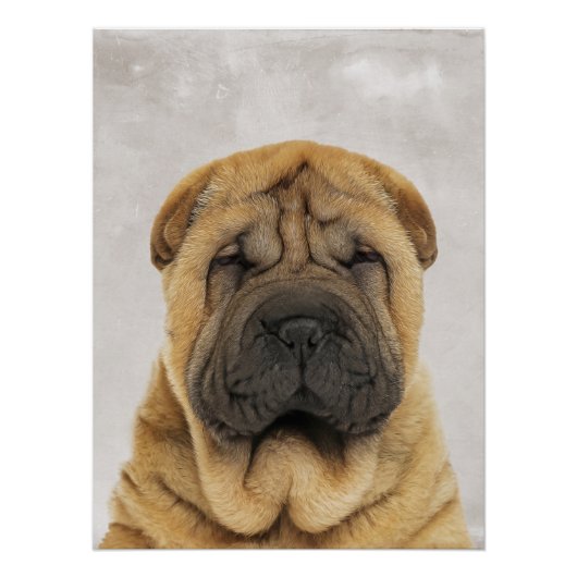 Chinees Sharpei-Poster Perfect Poster (Voorkant)