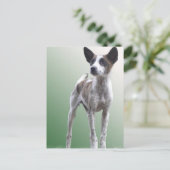 Chinees Show Dog Briefkaart (Staand voorkant)