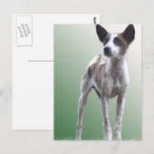 Chinees Show Dog Briefkaart (Voorkant / Achterkant)