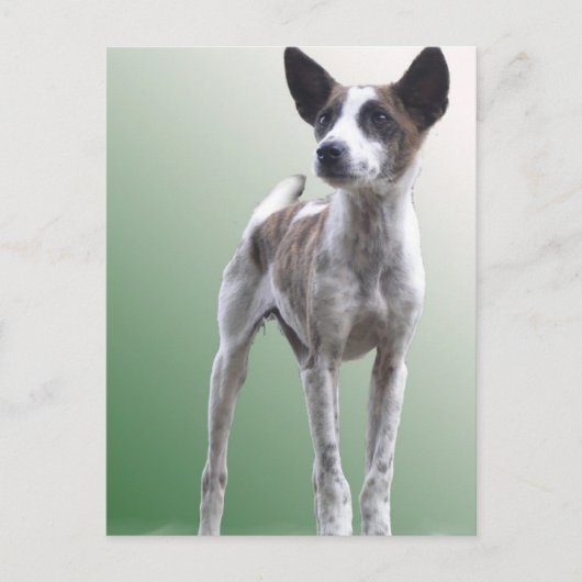 Chinees Show Dog Briefkaart (Voorkant)