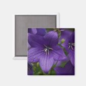 Chinese Bellflower Magneet (Voorkant / Achterkant)