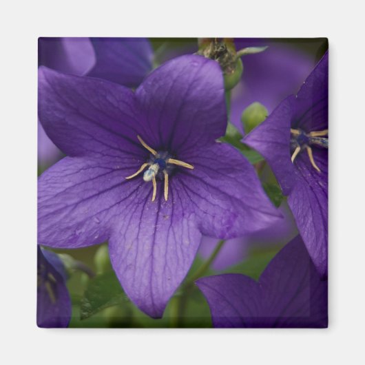 Chinese Bellflower Magneet (Voorkant)
