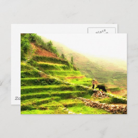 Chinese boer briefkaart (Voorkant / Achterkant)