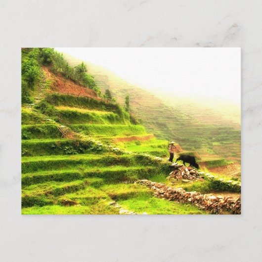 Chinese boer briefkaart (Voorkant)