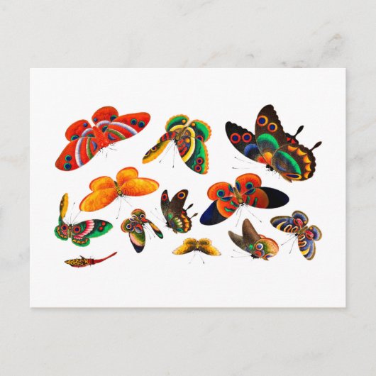 Chinese Butterfly en Insect schilderende dynastie Briefkaart (Voorkant)