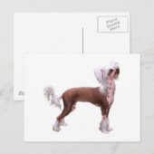 Chinese Crested Briefkaart (Voorkant / Achterkant)